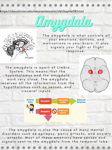 Amygdala - Physiopedia