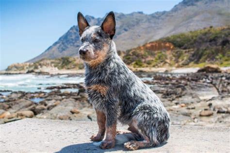 Mini Blue Heeler (Mini Australian Cattle Dog): Facts & Pictures