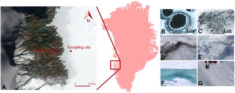 Frontiers | Darkening of the Greenland Ice Sheet: Fungal Abundance and Diversity Are Associated ...