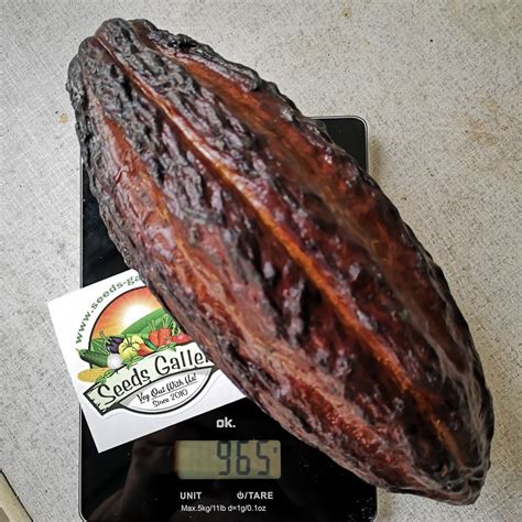 Cacao Tree Seeds (Theobroma cacao) - Price €4.00