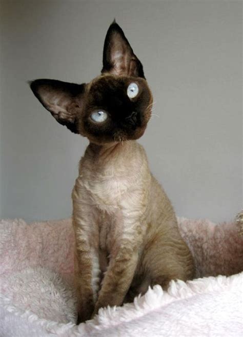 Unique Weird Cat Breeds - Pets Lovers