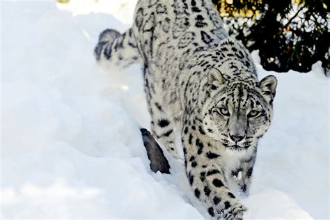 Snow Leopard: The National Animal of Afghanistan