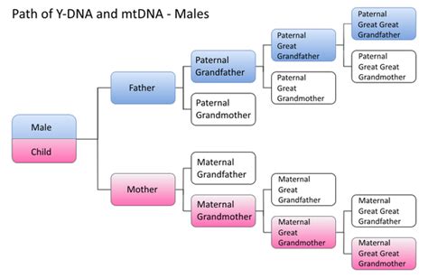 Mitochondrial DNA tests - ISOGG Wiki