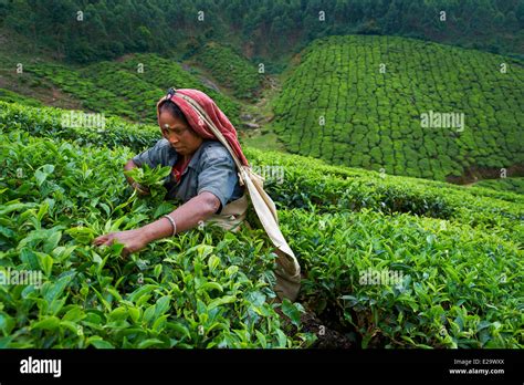 India, Kerala state, Munnar, tea plantations, Tamil worker Stock Photo - Alamy