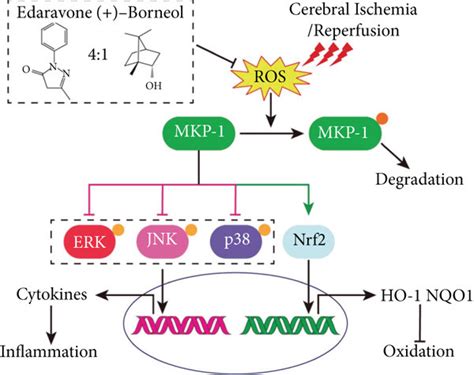 The mechanism of edaravone-dexborneol action in the treatment of... | Download Scientific Diagram