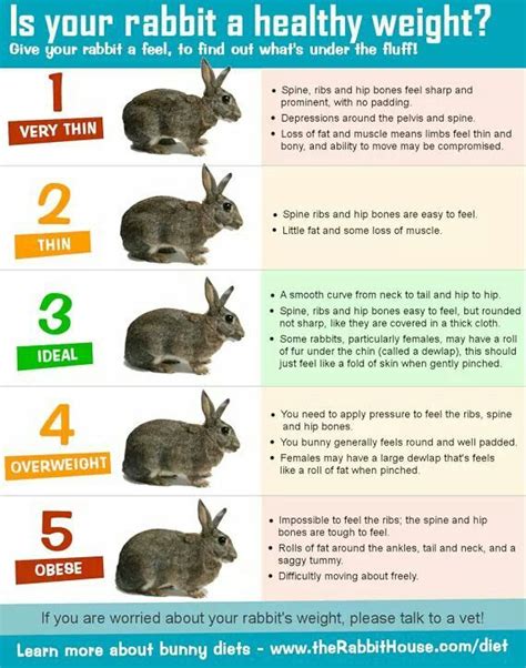 Flemish Giant Growth Chart