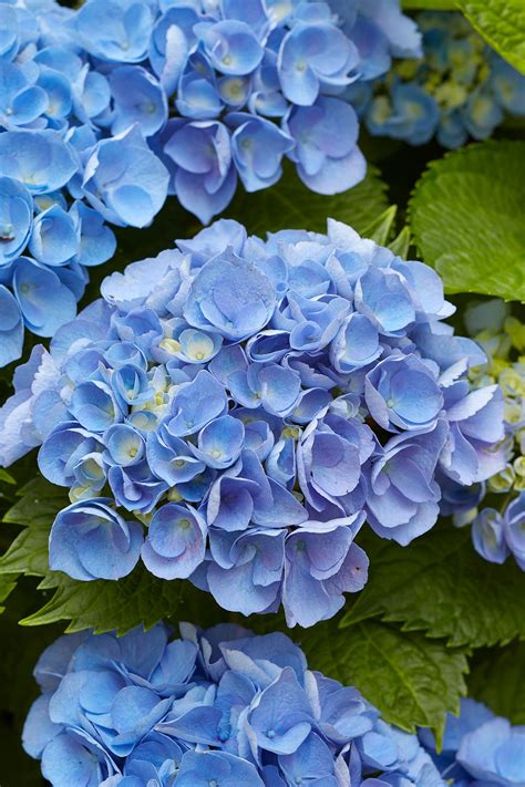 Blue Hydrangea Flower