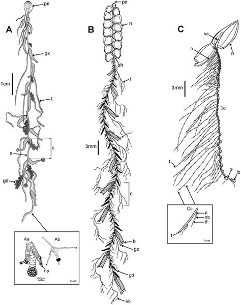 Three typical siphonophore body plans. A. Long-stemmed cystonect... | Download Scientific Diagram