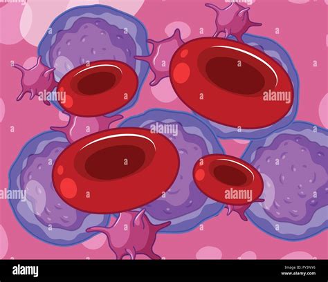 Red white blood cells and platelets illustration Stock Vector Image ...