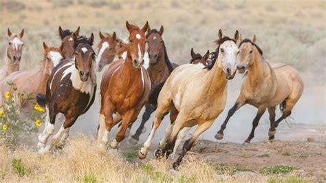 Wild horses to be captured in central Idaho to reduce herd