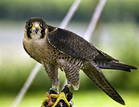 THE PEREGRINE FALCON, HUNTER, FALCON, BIRD, BEAUTY, NATURE, HD ...