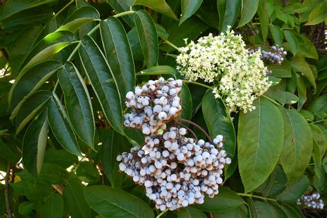 Wild Harvests: Blue elderberry- fastest fruit in the west