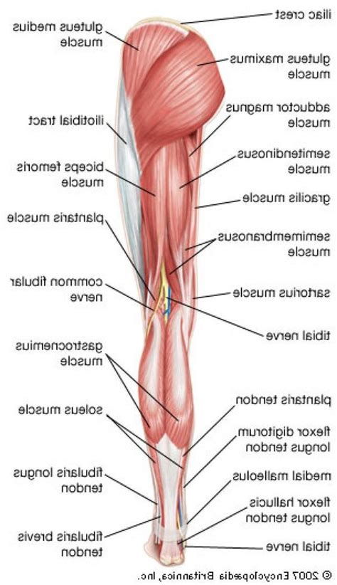 Human Leg Muscles Diagram