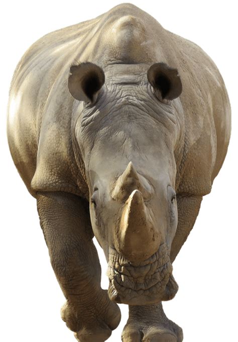 Free Rhino Transparent Images