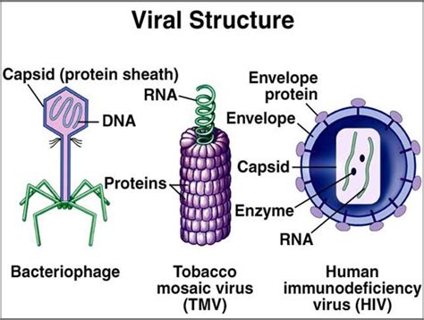 Viruses usually are made up of RNA or DNA and are surrounded by a ...