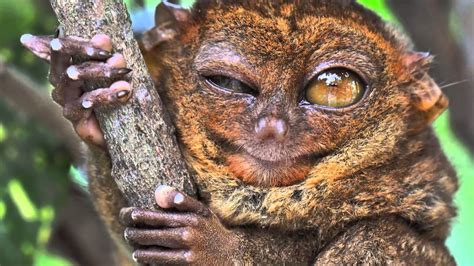 True Facts About The Tarsier - YouTube