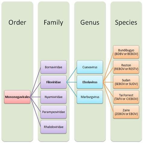 Classification - Ebola virus disease (Ebola hemorrhagic fever)