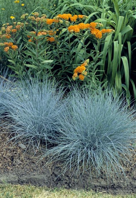 Festuca glauca 'Elijah Blue' | Elijah Blue Fescue | Ebert's Greenhouse