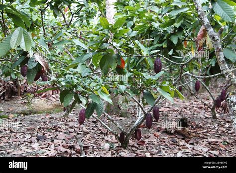 Cocoa plant with its fruits Stock Photo - Alamy