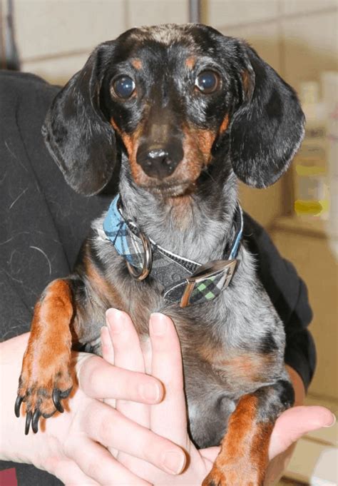 Adopting an Adult Dachshund Dog - What to Know - DachWorld.com