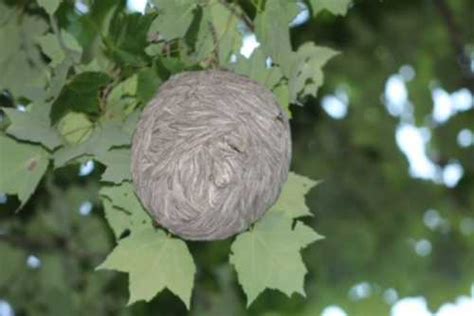 How Do Wasps Make Nests In Trees? A Social Wasp Nest In A Tree