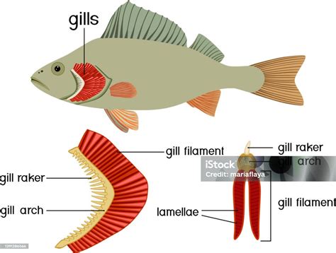 Structure Of Fish Gills Isolated On White Educational Material With For ...