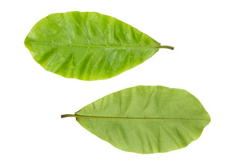 Green Terminalia catappa leaves 21096221 PNG