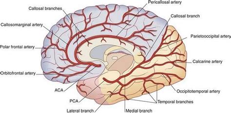 Pictures Of Cerebral Arteries