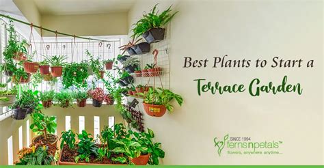 Best Plants to Start a Terrace Garden - FNP Singapore