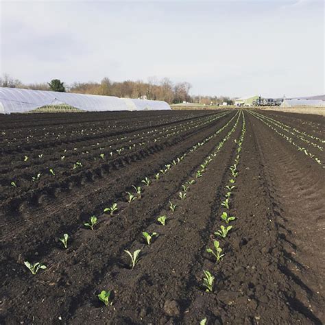 Can Organic Farming Grow in New York’s Fertile Black Dirt Region? | Civil Eats