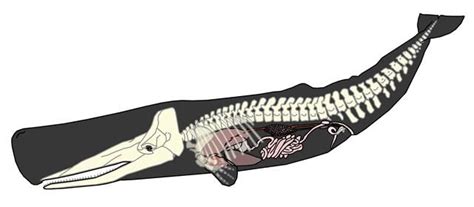 Whale Skeleton Diagram