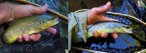 Fly Fishing On The Rio Chama River, New Mexico-Abiquiu Reservoir ...