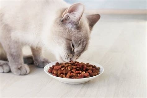 10 Best Cat Foods for Constipation in Canada in 2024: Reviews & Top ...