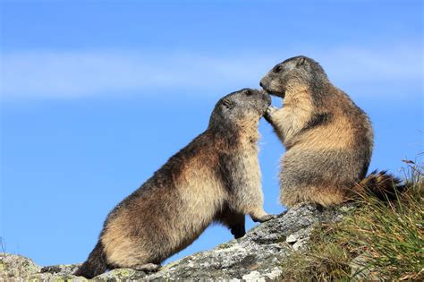 In pictures: Valentine's Day in the animal kingdom - Daily Record