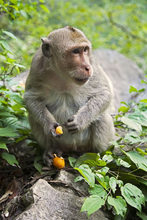 Enter the Primate World: Habitat of Monkeys and Where They Live