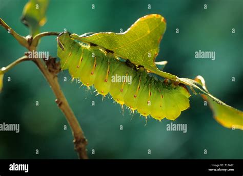 Larva (caterpillar) of luna moth (Actias luna) in resting pose, backlit ...