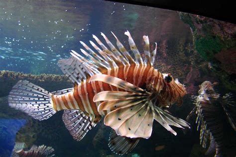 Ripley’s Aquarium of the Smokies | Rural Ramblings...