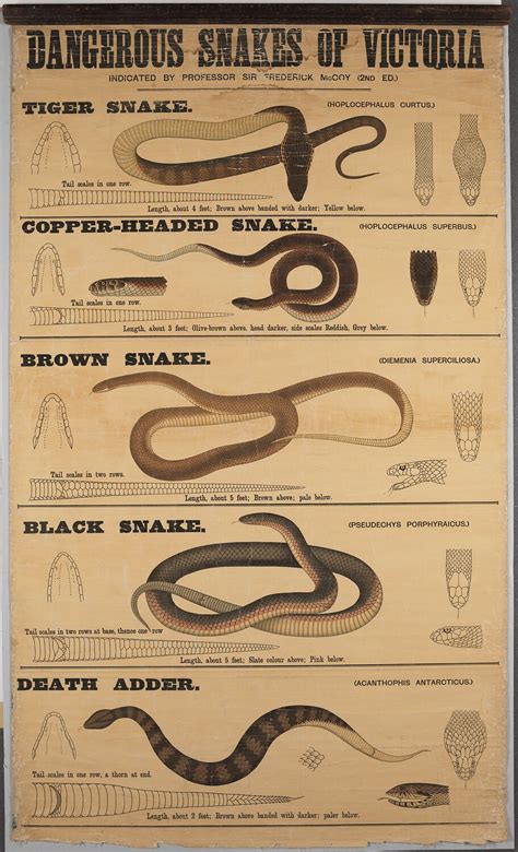 Wall Chart - Dangerous Snakes of Victoria, 1891 or later