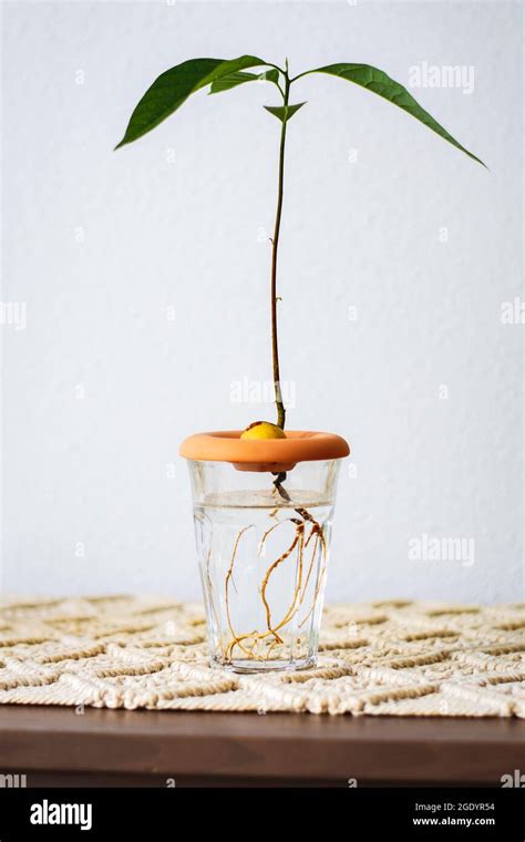 Avocado seed in water hi-res stock photography and images - Alamy