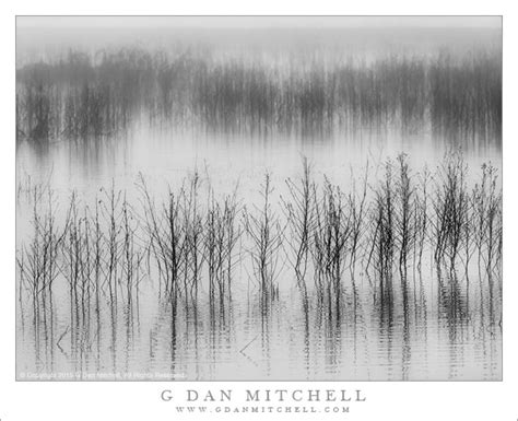 G Dan Mitchell Photograph: Marsh, Tule Fog — San Joaquin Valley | G Dan Mitchell Photography