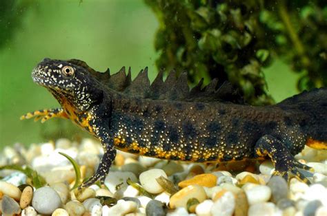 Great Crested Newt - Natural History on the Net