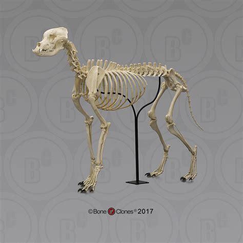 Large Dog Skeleton, Articulated - Bone Clones, Inc. - Osteological ...