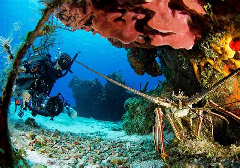 A Diver's Guide to Cozumel | Pro Dive International