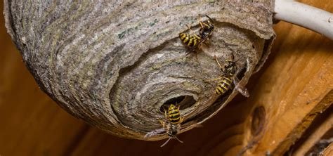 Wasp Nests Removal in Devon