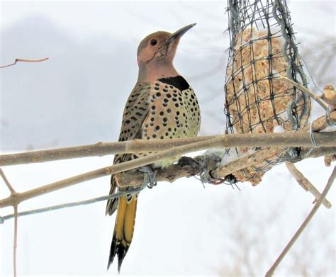 How to Make a DIY Suet Bird Feeder to Help Hungry Birds in Wintertime - Garden and Happy