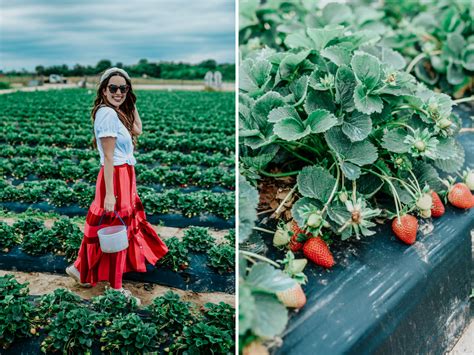 Where to Go Strawberry Picking in Houston | Lone Star Looking Glass