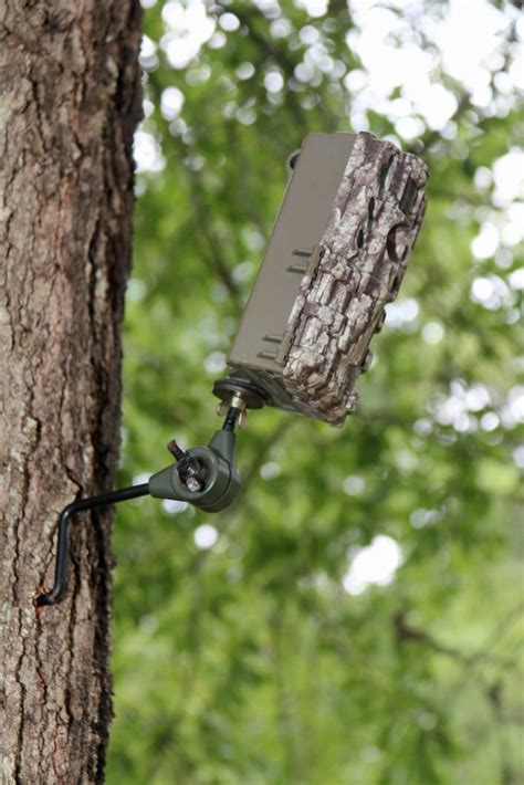 Deer Trail Camera Setup for Any Hunting Location | Great Days Outdoors