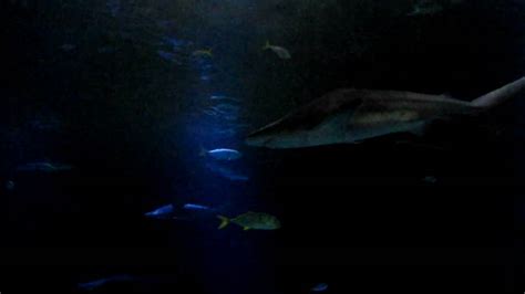 Shedd Aquarium -- Shark Exhibit - YouTube