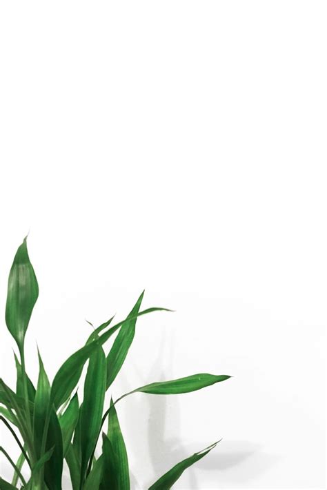 Plants with White Backgrounds | 43 best free background, white, plant ...