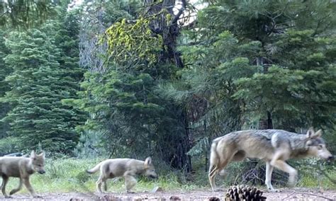 Rare gray wolf pack makes its home in northern California | California ...